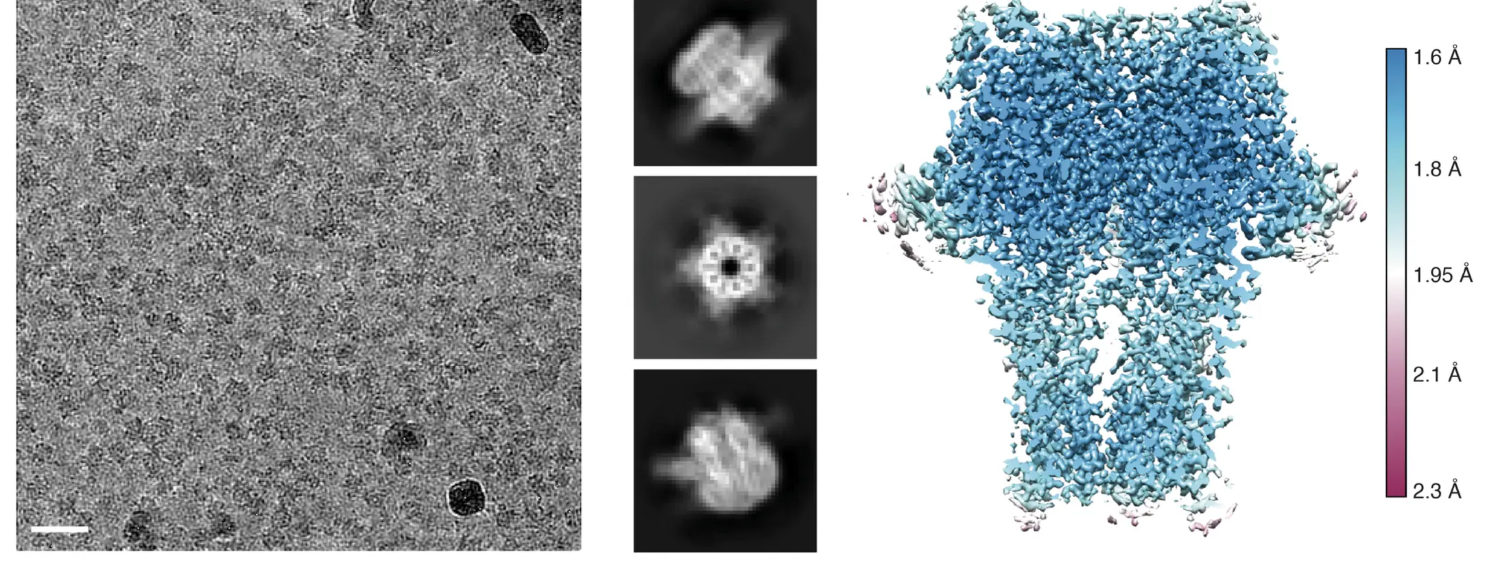 High-resolution (1.7 Å) Cryo-EM map reconstruction of the GABAA receptor.